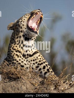 Image stock d'un léopard mâle adulte (Panthera pardus) bâillant alors qu'il se repose sur un termitier Banque D'Images