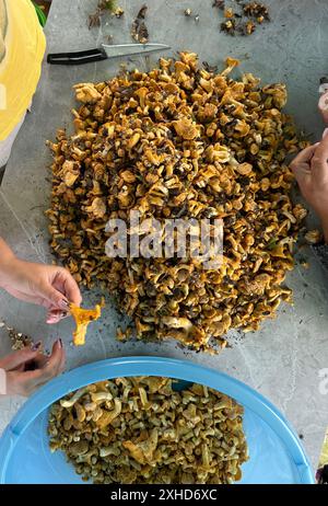 Les cueilleurs de champignons trient et nettoient les chanterelles collectées. Les champignons sont disposés sur la table. Vue de dessus. Banque D'Images
