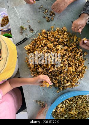 Les femmes trient et nettoient les chanterelles collectées. Les champignons sont disposés sur la table. Tiré d'en haut. Banque D'Images