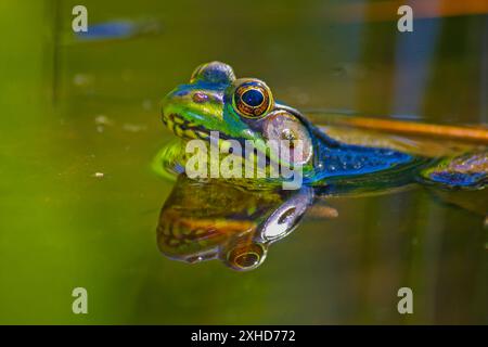 Grenouille-taureau américaine à moitié submergée dans l'eau Banque D'Images