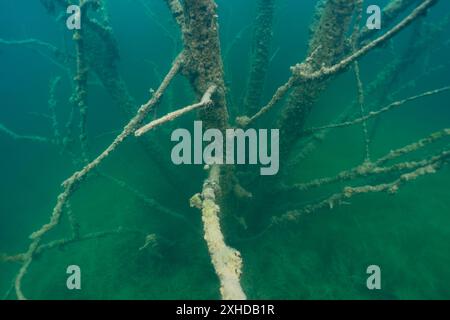 Photo sous-marine à la carrière de Rummu, un vieil arbre mort sous l'eau. Banque D'Images