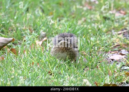 Baby Wren (Troglodytes Troglodytes). Une image en gros plan d'un bébé wren, encore incapable de voler, dans le nord de l'Angleterre. Banque D'Images