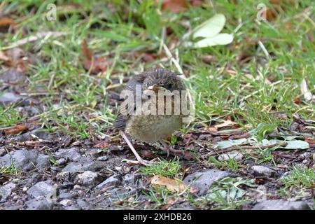 Baby Wren (Troglodytes Troglodytes). Une image en gros plan d'un bébé wren, encore incapable de voler, dans le nord de l'Angleterre. Banque D'Images