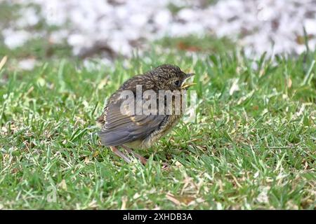 Baby Wren (Troglodytes Troglodytes). Une image en gros plan d'un bébé wren, encore incapable de voler, dans le nord de l'Angleterre. Banque D'Images