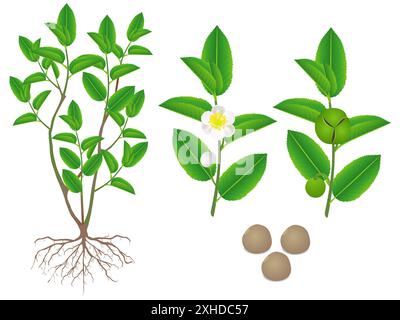 Parties de thé vert (camellia sinensis) plante sur fond blanc. Illustration de Vecteur