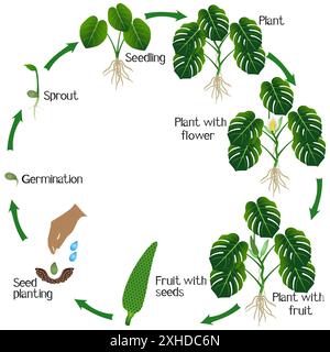 Cycle de vie d'une plante monstera ou philodendron à feuilles fendues (Monstera deliciosa) sur fond blanc. Illustration de Vecteur
