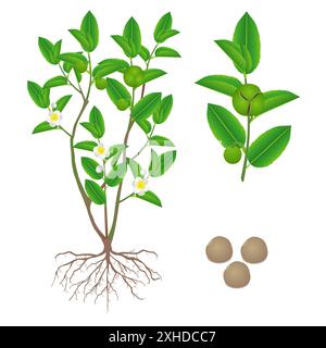 Illustration montrant des parties de thé vert (camellia sinensis) sur fond blanc. Illustration de Vecteur