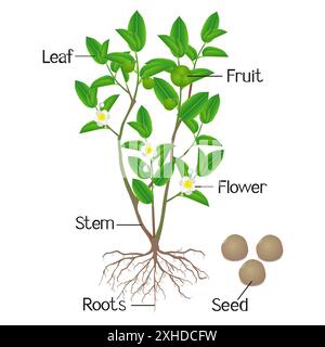 Illustration montrant des parties végétales de thé vert (camellia sinensis) sur fond blanc. Illustration de Vecteur