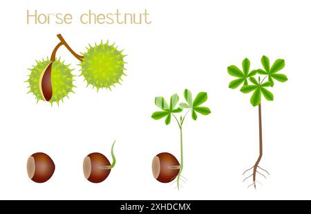 Séquence d'une châtaigne de cheval poussant isolée sur blanc. Illustration de Vecteur