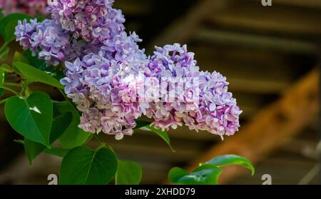 Grand buisson lilas au printemps. Fleurs lumineuses d'un buisson de lilas printanier. Un brin d'une belle fleur variétale en fleurs Banque D'Images