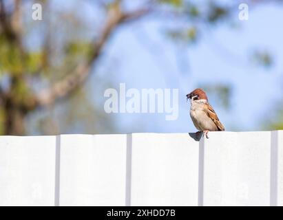 Un moineau d'arbre est assis sur une clôture au printemps avec une mouche dans son bec. Banque D'Images