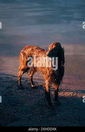 Un beau passeur irlandais se tient debout sur la rive d'un lac, mouillé d'une baignade, un soir d'été. Le chien marche Banque D'Images