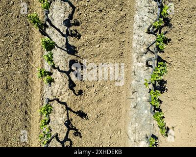 Vignes au printemps dans un champ près de Port Grimaud photographié d'en haut, Francedefault Banque D'Images