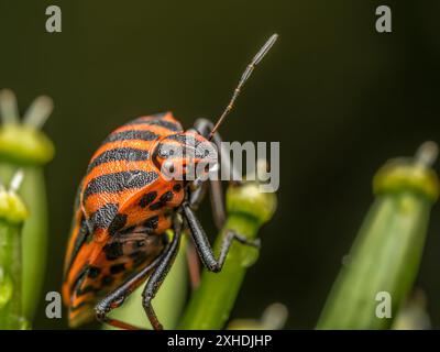 Gros plan de European Striped Shield Bug sur une tige de plante Banque D'Images