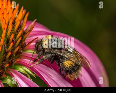 Gros plan d'un bourdon mouillé trempé reposant sur la tête de fleur d'échinacée après de fortes pluies Banque D'Images