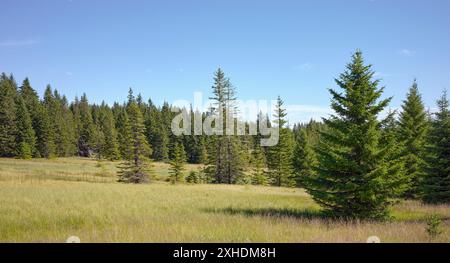 Paysage des Karkonosze (montagnes des géants), une chaîne de montagnes située à la frontière de la Pologne et de la République tchèque, Pologne. Banque D'Images