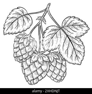 Houblon plante Humulus lupulus branche avec cônes bière brassant esquisse botanique. Tige d'herbe avec graines, feuilles. Ingrédient alimentaire de brasserie de boisson lager Illustration de Vecteur