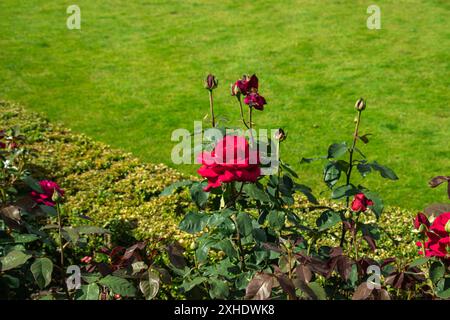 Gros plan d'une rose rouge éclatante fleurissant dans un jardin bien entretenu avec de l'herbe verte luxuriante en arrière-plan. Banque D'Images