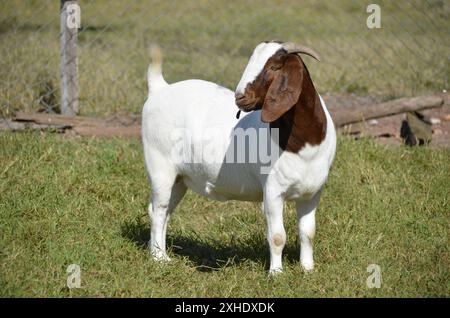 Chèvre femelle Boer très récompensée au Brésil. Le Boer est une race développée en Afrique du Sud Banque D'Images