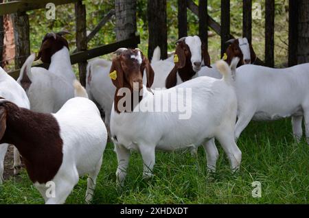 Un groupe de grandes chèvres Boers qui paissent dans les pâturages verts de la ferme Banque D'Images