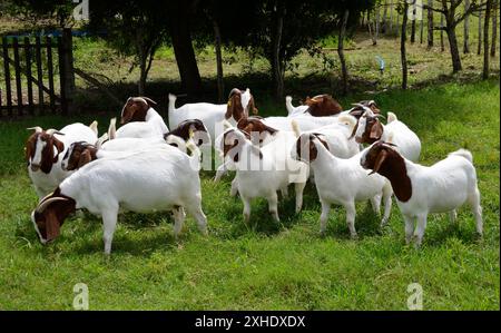 Un groupe de grandes chèvres Boers qui paissent dans les pâturages verts de la ferme Banque D'Images