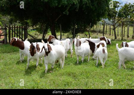 Un groupe de grandes chèvres Boers qui paissent dans les pâturages verts de la ferme Banque D'Images