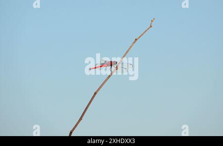 Une libellule à queue rouge reposant sur une branche sèche par un beau jour de ciel bleu Banque D'Images