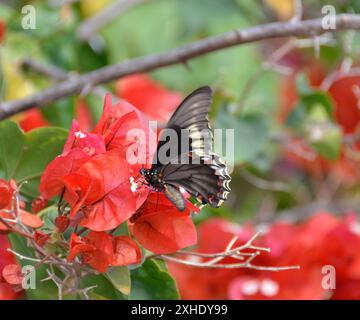 Papillon noir aux accents jaunes et rouges profitez du nectar des fleurs de bougainvilliers Banque D'Images