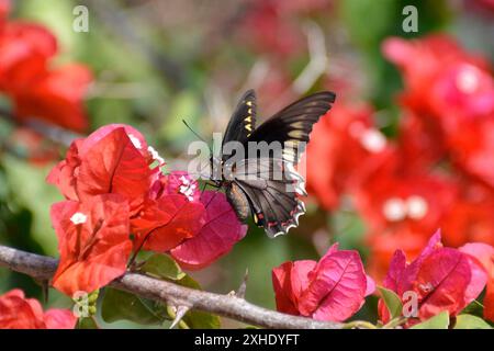 Papillon noir aux accents jaunes et rouges profitez du nectar des fleurs de bougainvilliers Banque D'Images