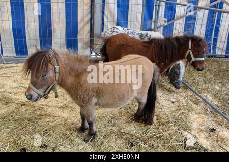 Poneys à un salon agricole Banque D'Images