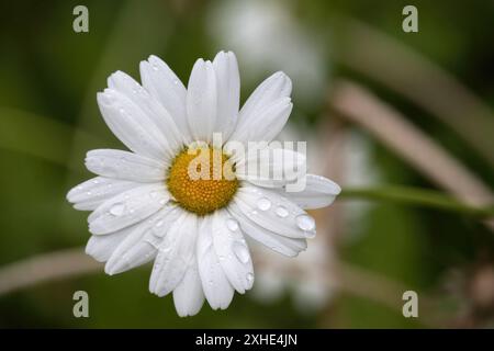 De l'eau sur une Marguerite à la mine Kennecott en Alaska un jour d'été. Banque D'Images