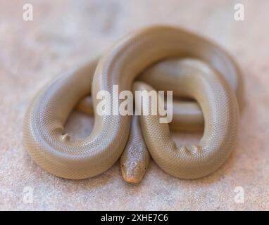 Northern Rubber Boa Snake enroulé montrant les rides «caoutchouteuses». Quail Hollow Ranch County Park, comté de Santa Cruz, Californie, États-Unis. Banque D'Images