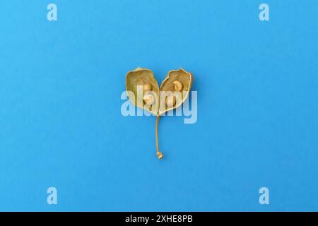 Gousse de graines de bladderpod séchée avec graines. Péritoma arborea. Cleomella arborea sur fond bleu avec espace de copie. Banque D'Images