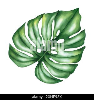 Feuille de monstera tropicale aquarelle. Feuilles de monstera tropicales isolées, dessinées à la main sur fond blanc. Feuilles pour la conception de tissu, cartes, invitations Banque D'Images