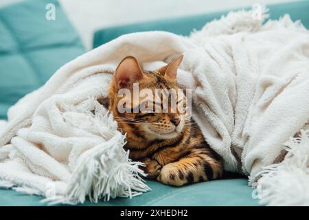 Chat Kitty du Bengal couché sous la couverture blanche de la fureur à l'intérieur Banque D'Images
