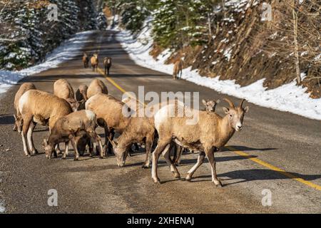 Un groupe de jeunes moutons Bighorn (brebis et agneau) sur la route enneigée de montagne. Parc national Banff, Rocheuses canadiennes, Canada. Banque D'Images