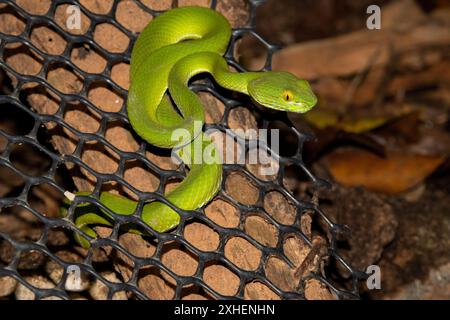 Vipère à gros yeux (Trimeresurus macrops) Banque D'Images