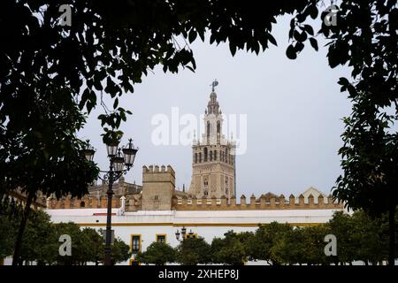 Le clocher de la cathédrale de Séville vu depuis Patio de Banderas plaza Banque D'Images