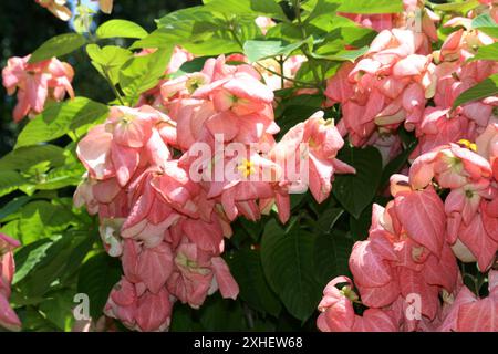 Mussaenda rose (Mussaenda philippica) en fleurs : (pix Sanjiv Shukla) Banque D'Images