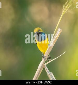 oiseau de soleil à dos d'olive (Nectarina jugularis) perché sur un roseau dans l'extrême nord du Queensland, fond vert isolé avec espace de copie. Banque D'Images