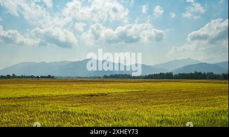 Image de beau champ de riz en terrasse dans la saison de l'eau et irrigation. Vue de dessus du champ de riz paddy, Vietnam. Champ de riz mûr un paysage sur la ferme. Banque D'Images