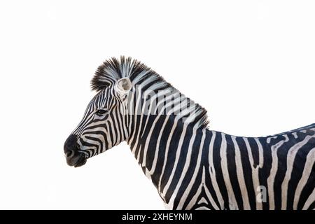 zebra isolé sur fond blanc. Vraie photo en direct de Zebra. Zebra dans le parc national. Zèbre rayé noir et blanc. Burchells Zebra Banque D'Images