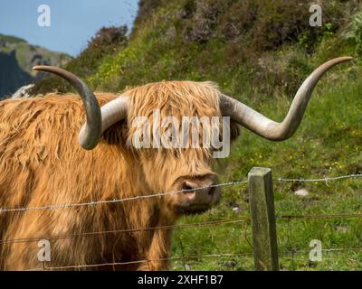 Gros plan de vache écossaise Highland avec de longs poils brun doré et des cornes courbées en champ, île de Colonsay, Écosse, Royaume-Uni Banque D'Images