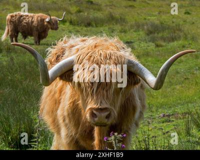 Gros plan de vache écossaise des Highlands (Kyloe) avec de longs poils brun doré et des cornes courbées en champ, île de Colonsay, Écosse, Royaume-Uni Banque D'Images