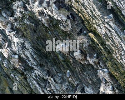 Nidification de kittiwakes (Rissa tridactyla), de Razorbills (ALCA torda) et de Guillemots (Uria aalge) sur des falaises de mer teintées de guano, Colonsay, Écosse, Royaume-Uni Banque D'Images