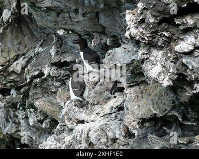 Oiseaux de mer noir et blanc Razorbill (ALCA torda) perchés sur des falaises couvertes de guano à Pig's Paradise sur l'île de Colonsay, Écosse, Royaume-Uni. Banque D'Images