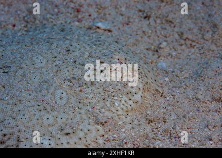 Égypte, Hurghada, baie de Makadi, sole de Moïse de la mer Rouge (Pardachirus marmoratus), sole à ailettes, sole mouchetée Banque D'Images