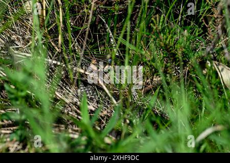 Le serpent d'herbe jette un coup d'œil autour de ses environs Banque D'Images