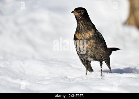 Blackbird sur la neige en hiver Banque D'Images