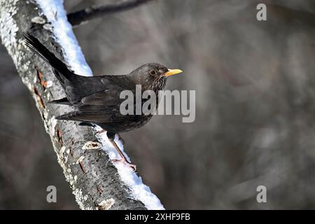 Blackbird en hiver Banque D'Images